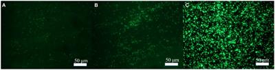 Positive effects of molybdenum on the biomineralization process on the surface of low-alloy steel catalyzed by Bacillus subtilis